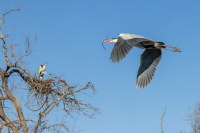 Héron cendré au Pont de Gau