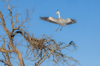 Héron cendré au Pont de Gau
