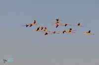 Flamants roses au Pont de Gau