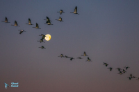 Grues cendrées