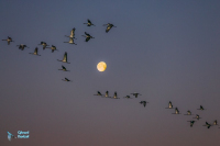Grues cendrées