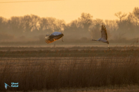 Grues cendrées