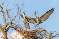 Héron cendré au Pont de Gau