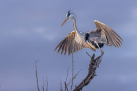 Héron cendré au Pont de Gau