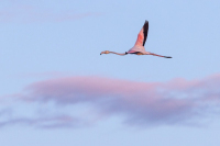 Flamants roses au Pont de Gau