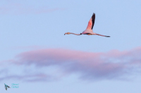 Flamants roses au Pont de Gau