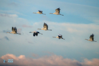 Grues cendrées