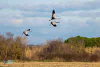 Grues cendrées