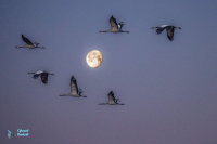 Grues cendrées