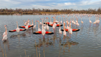 Flamants roses au Pont de Gau