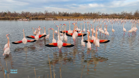 Flamants roses au Pont de Gau