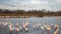 Flamants roses au Pont de Gau