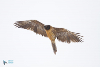 Gypaète barbu