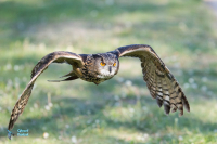 Hibou grand-duc