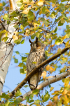 Hibou moyen-duc