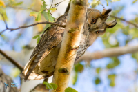 Hibou moyen-duc