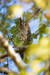 Hibou moyen-duc