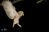Petit-duc scops