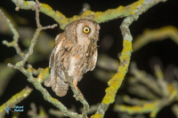 Petit-duc scops