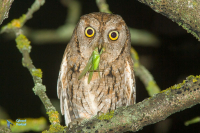 Petit-duc scops