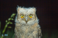 Petit-duc scops