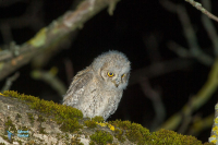 Petit-duc scops
