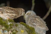 Petit-duc scops