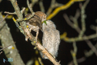 Petit-duc scops