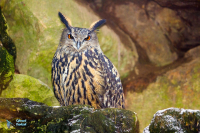 Hibou grand-duc