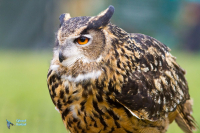 Hibou grand-duc