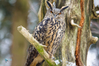 Hibou grand-duc