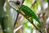 Caméléon panthère