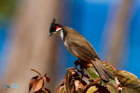 Bulbul orphée-