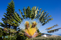 Arbre des voyageurs