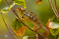 Caméléon panthère