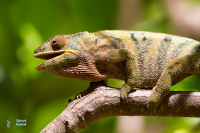 Caméléon panthère