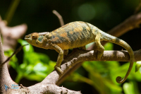 Caméléon panthère