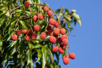Litchi