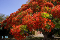 Flamboyant