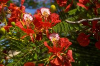 Flamboyant