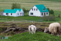 Bakkagerdi. Est Islande.