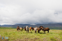 Cheval islandais