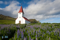 Vik