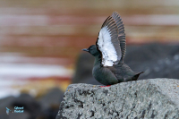 Guillemot à miroir