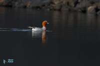 Canard siffleur