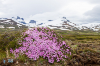 Bakkagerdi-Est Islande