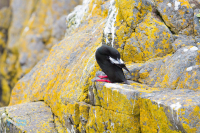 Guillemot à miroir