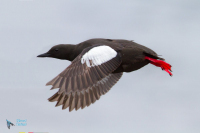 Guillemot à miroir