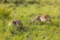 Guépard et hyène tachetée