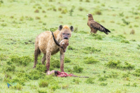 Hyène tachetée et aigle ravisseur en arrière-plan.